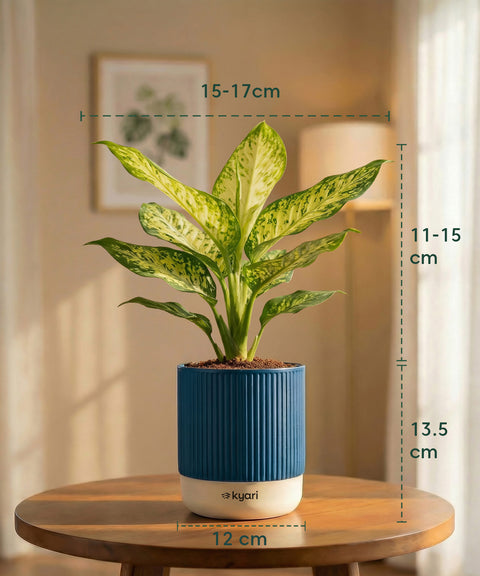 Aglaonema Snow White Plant with Medium Self Watering Pot