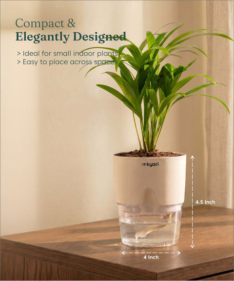 Areca Palm Plant With Self Watering Pot