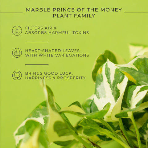 Money N'Joy Plant