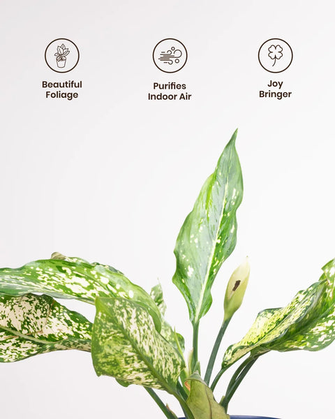 Aglaonema Snow White with Metal Self Watering Pot