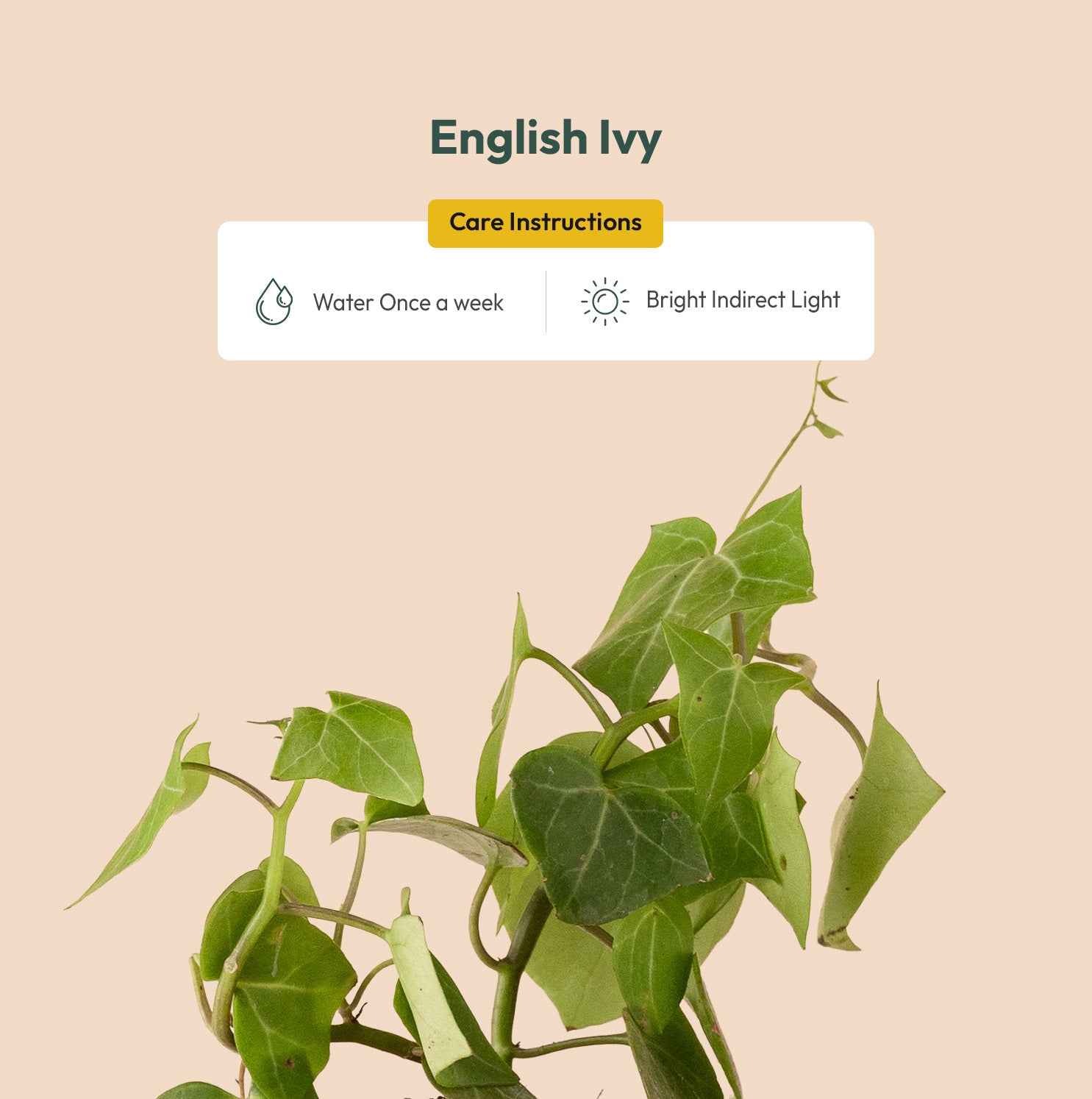 English Ivy Care 101: Water, Light & Growing Tips
