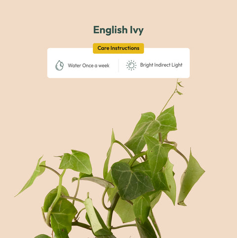 English Ivy Plant