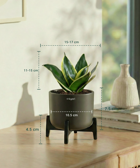 Golden Snake Plant with Aira Pot