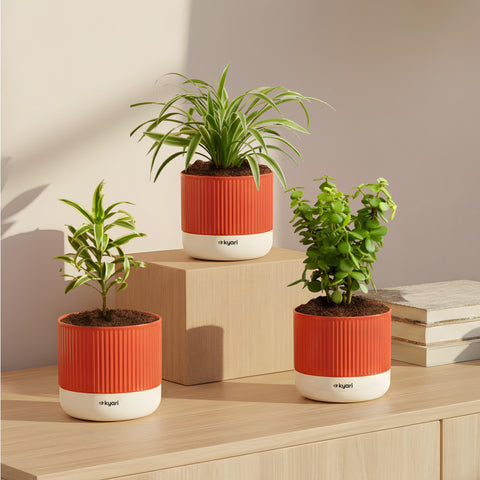 Set of 3 Mylo -Lucky Jade, Song of India, Spider