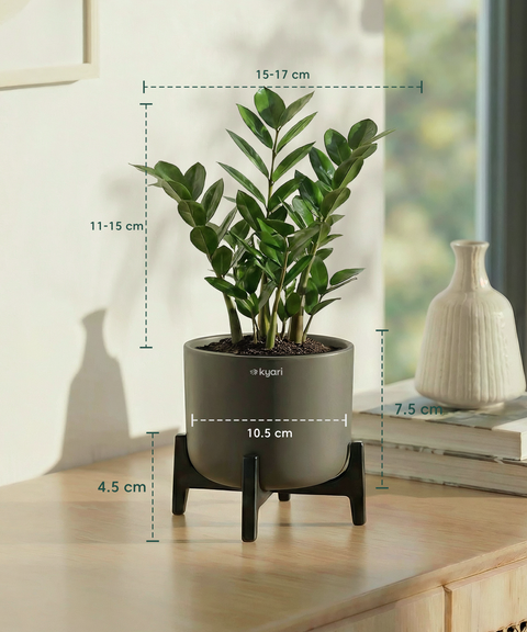 ZZ Plant with Aira Pot