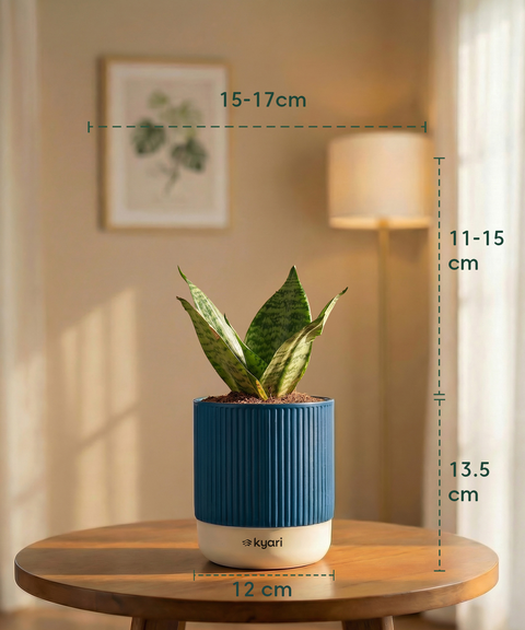 Green Snake Plant with Medium Self Watering Pot