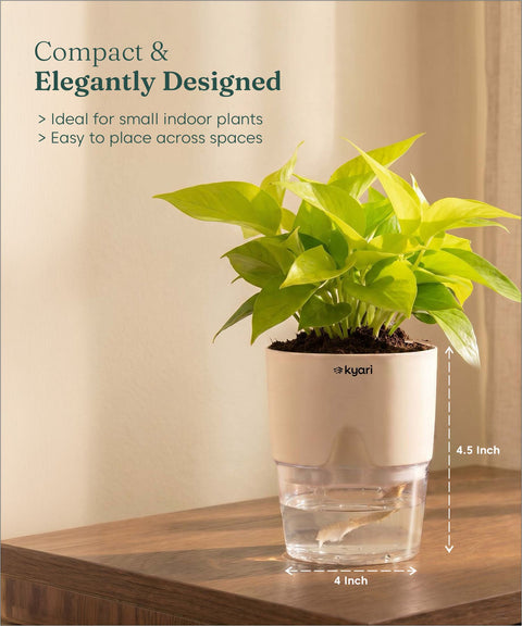 Golden Money Plant - BYOB