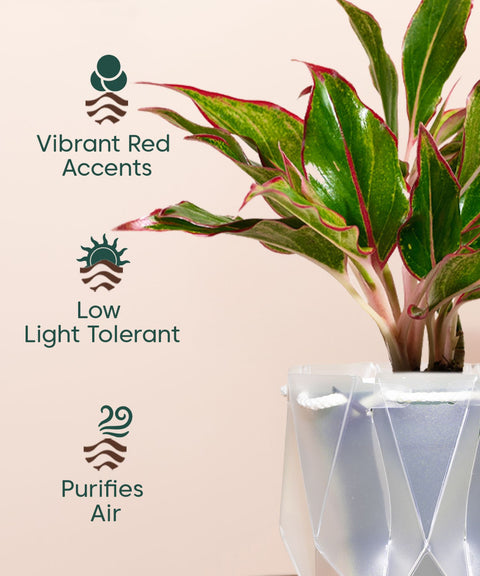 Aglaonema Lipstick Plant With Self Watering Pot