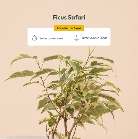 Ficus Safari Plant - BYOB