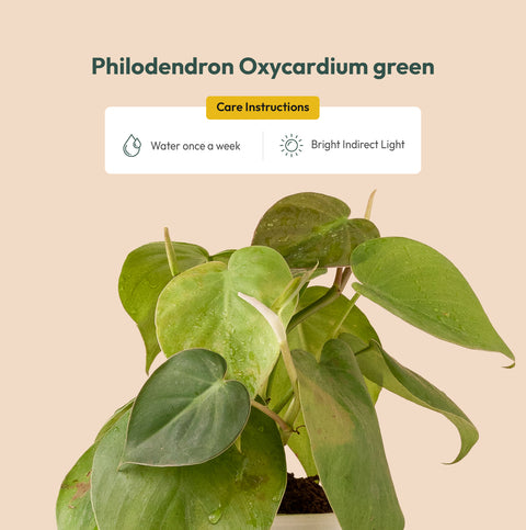 Philodendron Oxycardium Plant - BYOB