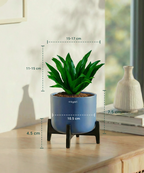 Dracaena Compacta Plant with Aira Pot