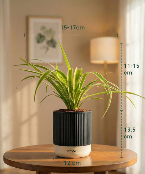 Spider Plant with Medium Self Watering Pot
