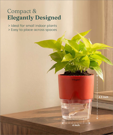 Golden Money Plant - BYOB
