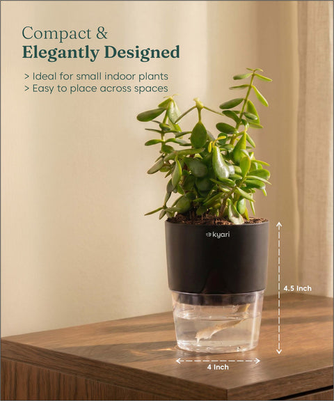 Lucky jade plant with self watering pot - BYOB