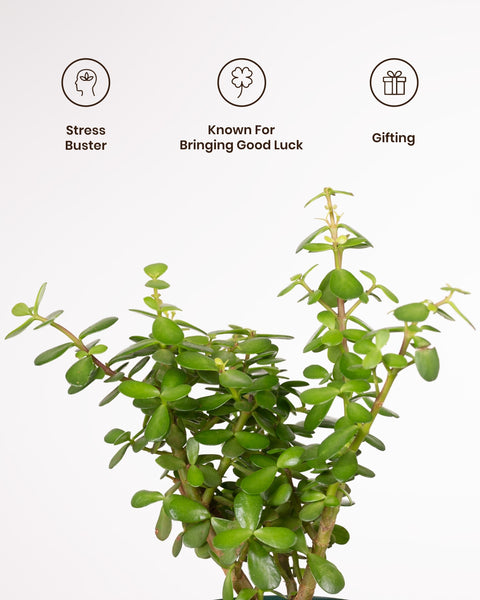 is succulent plant good luck Lucky Jade Plant with Medium Self Watering Pot – Kyari.co