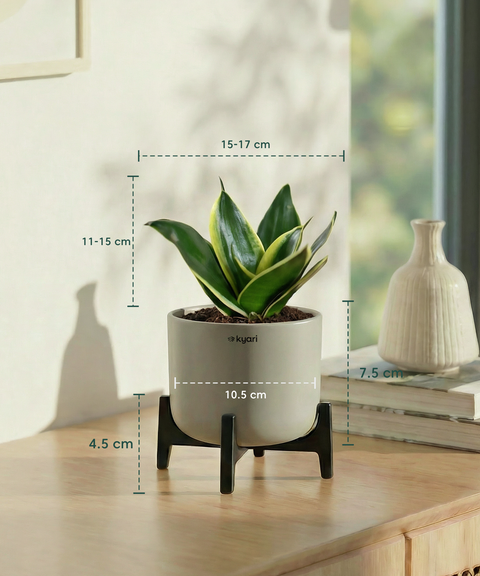 Golden Snake Plant with Aira Pot