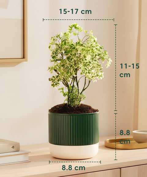 Aralia Variegated Green Plant With Mylo Planter BYOB