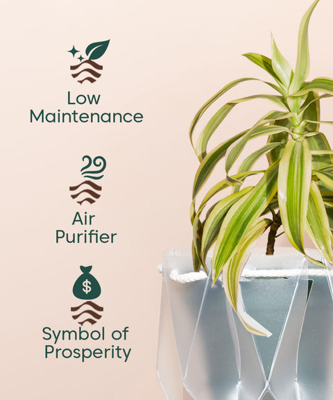 Song Of India Plant With Repot