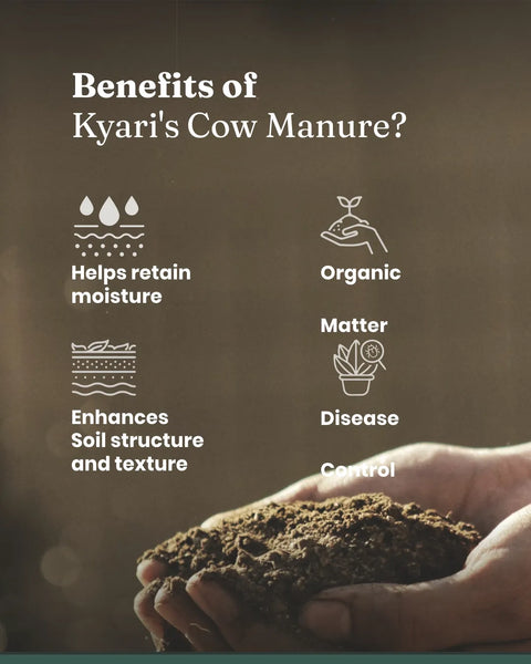 cow dung fertilizer for plants Cow Dung Manure, Compost & Fertilizer For Plants