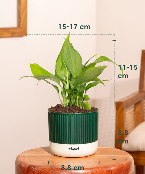 Peace Lily Plant With Mylo Self Watering Pot