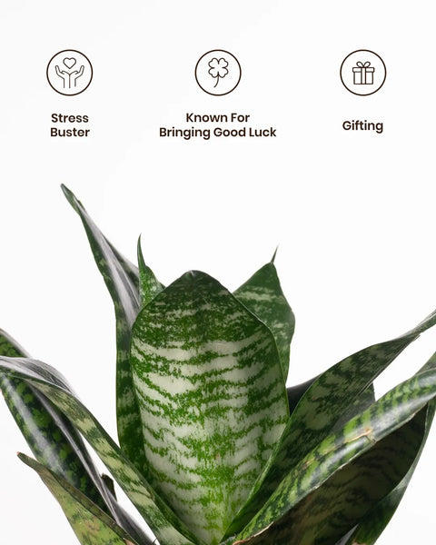 medium snake plant Green Snake Plant with Medium Self Watering Pot – Kyari.co
