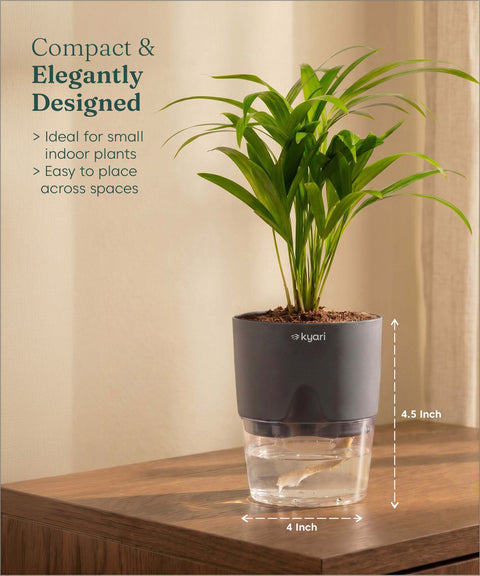 Areca Palm Plant With Self Watering Pot