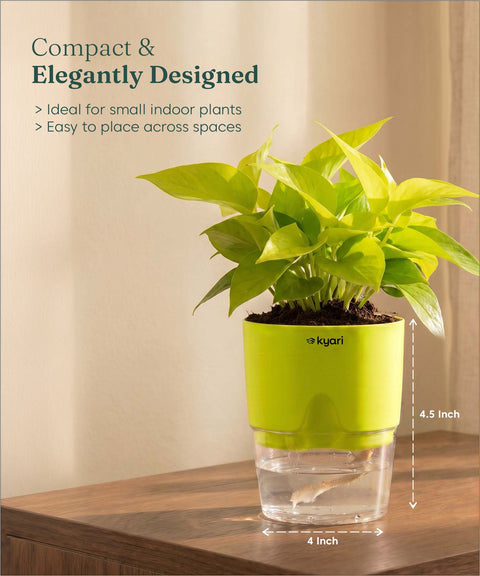 Golden Money Plant - BYOB