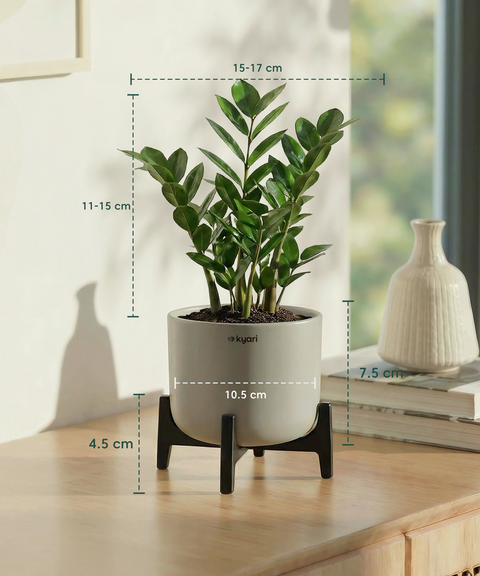 ZZ Plant with Aira Pot
