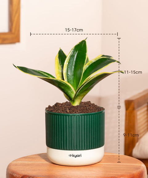 Golden Hahnii Snake Plant With Self Watering Pot