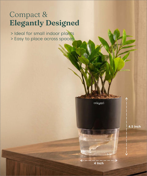 Zamia Green - ZZ Plant With Self Watering Pot