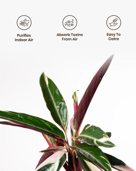 Calathea Triostar Plant with Aura Planter