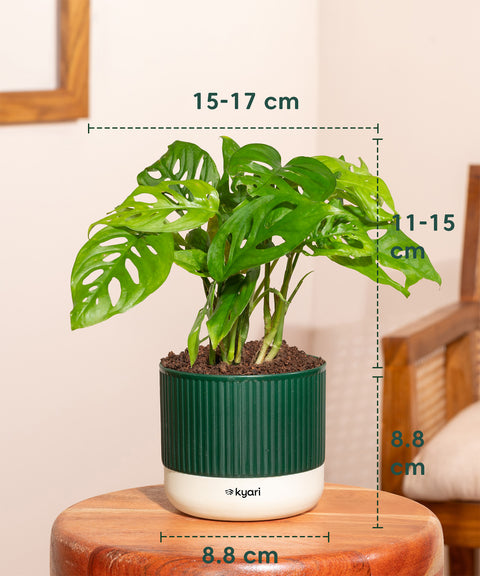 Philodendron Broken Heart Plant With Mylo planter