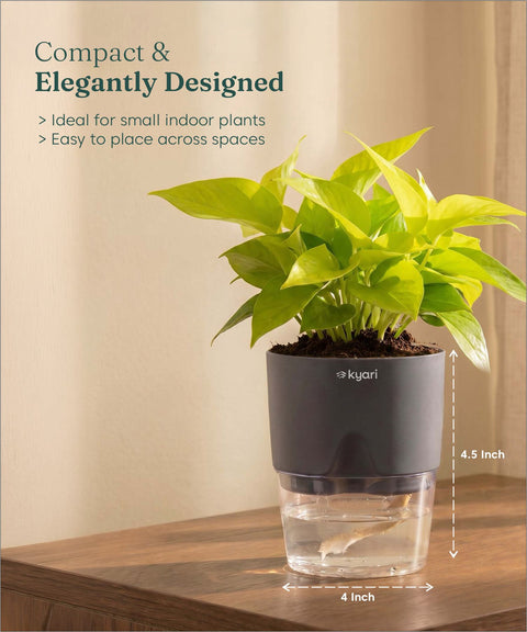 Golden Money Plant - BYOB