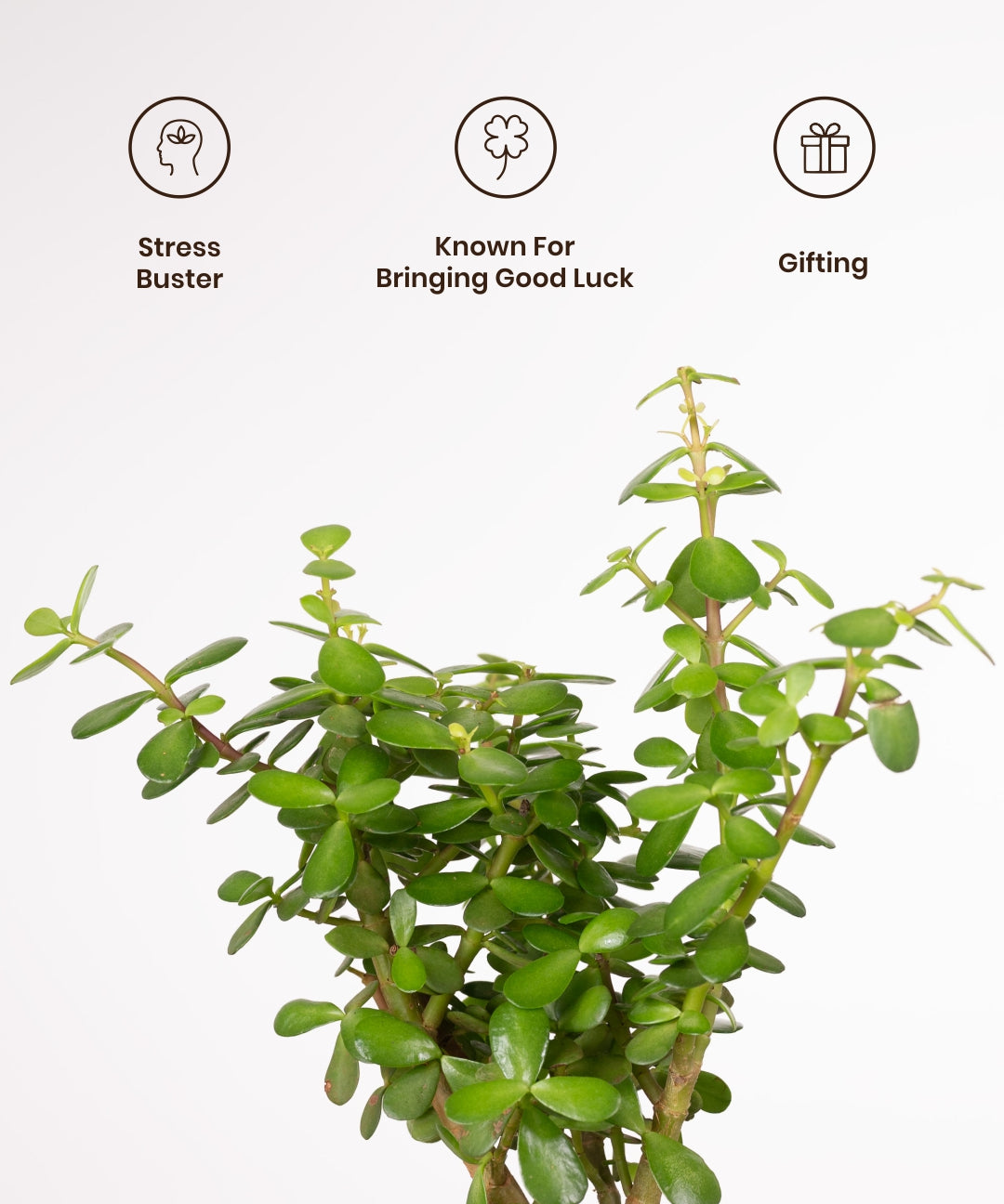 Lucky Jade Plant with Medium Metal Self Watering Pot – Kyari.co