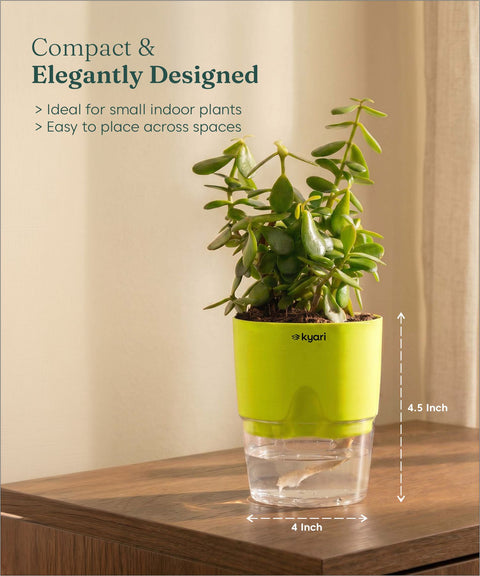 Lucky jade plant with self watering pot - BYOB