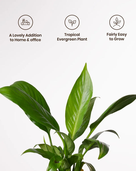 Peace Lily Plant with Aura Planter