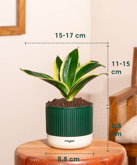 Golden Hahnii Snake Plant With Small Self Watering Pot