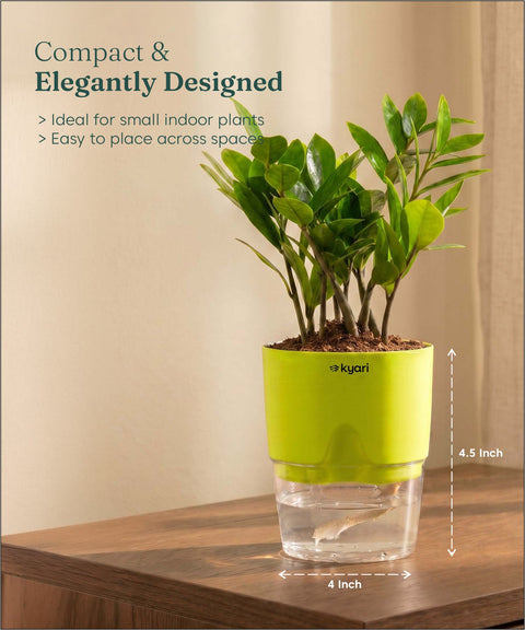Zamia Green - ZZ Plant With Self Watering Pot