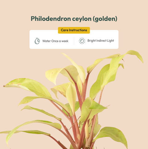 Philodendron Ceylon (Golden) Plant BYOB