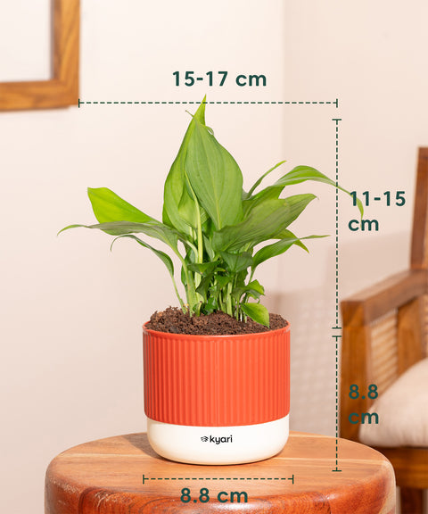 Peace Lily Plant With Mylo Self Watering Pot