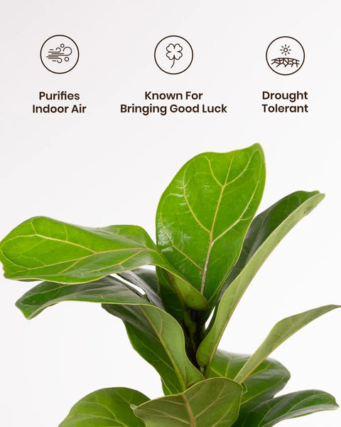 Fiddle Fig Plant with Aura Planter