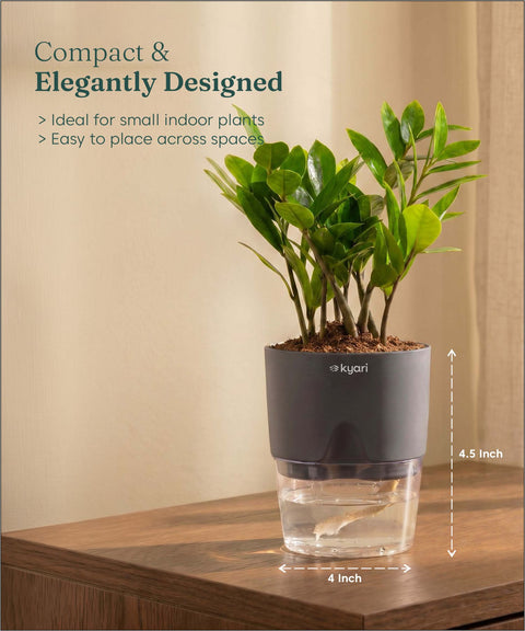 Zamia Green - ZZ Plant With Self Watering Pot
