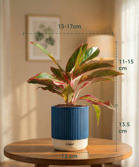 Aglaonema Lipstick Plant with Medium Self Watering Pot