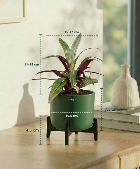 Rhoeo Plant with Aira Pot