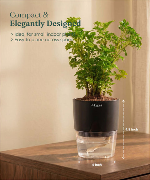 Aralia Green Plant With Self Watering Pot