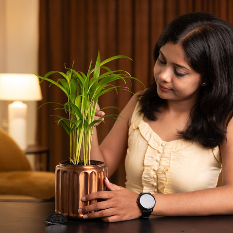 Areca Palm Plant with Medium Metal Self Watering Pot