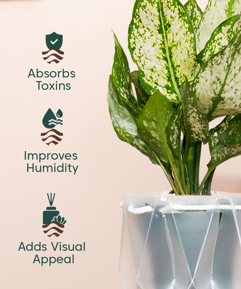 Aglaonema Snow White Plant With Self Watering Pot