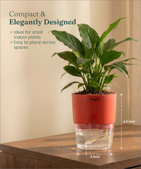 Peace Lily Plant - BYOB