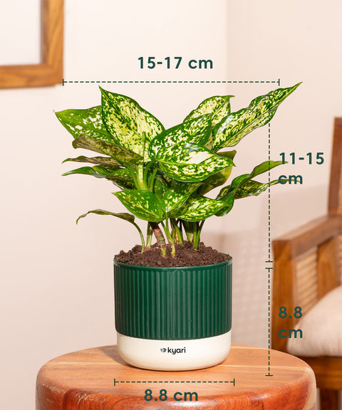Aglaonema Snow White Plant With Mylo Planter