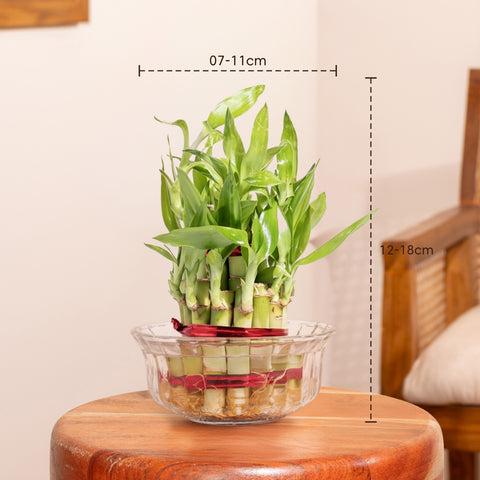 Lucky Bamboo Plant With Glass pot